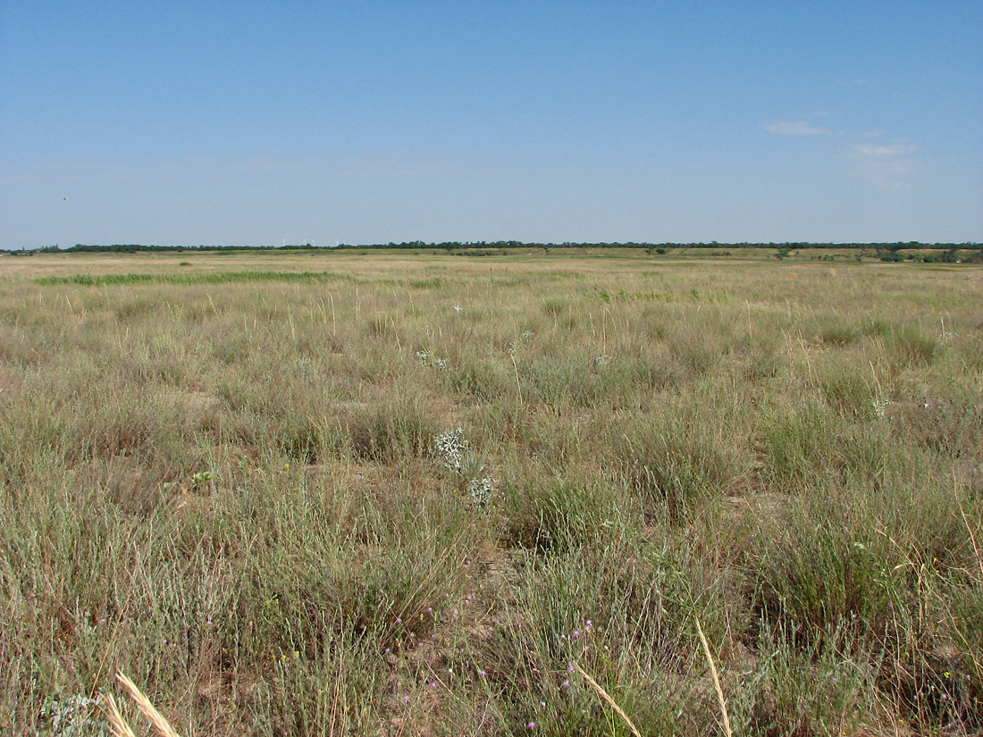 Еланчанский под, image of landscape/habitat.