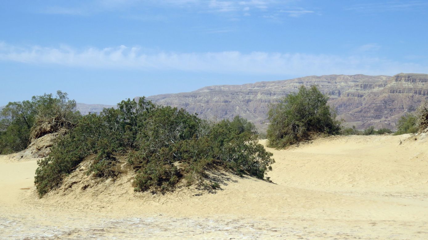 Солончак Мелихат-Йотвата, image of landscape/habitat.