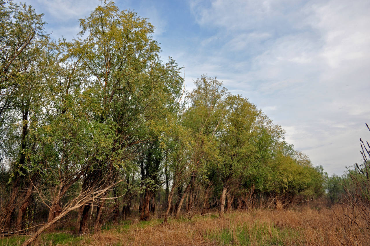 Окрестности посёлка Сенной, image of landscape/habitat.