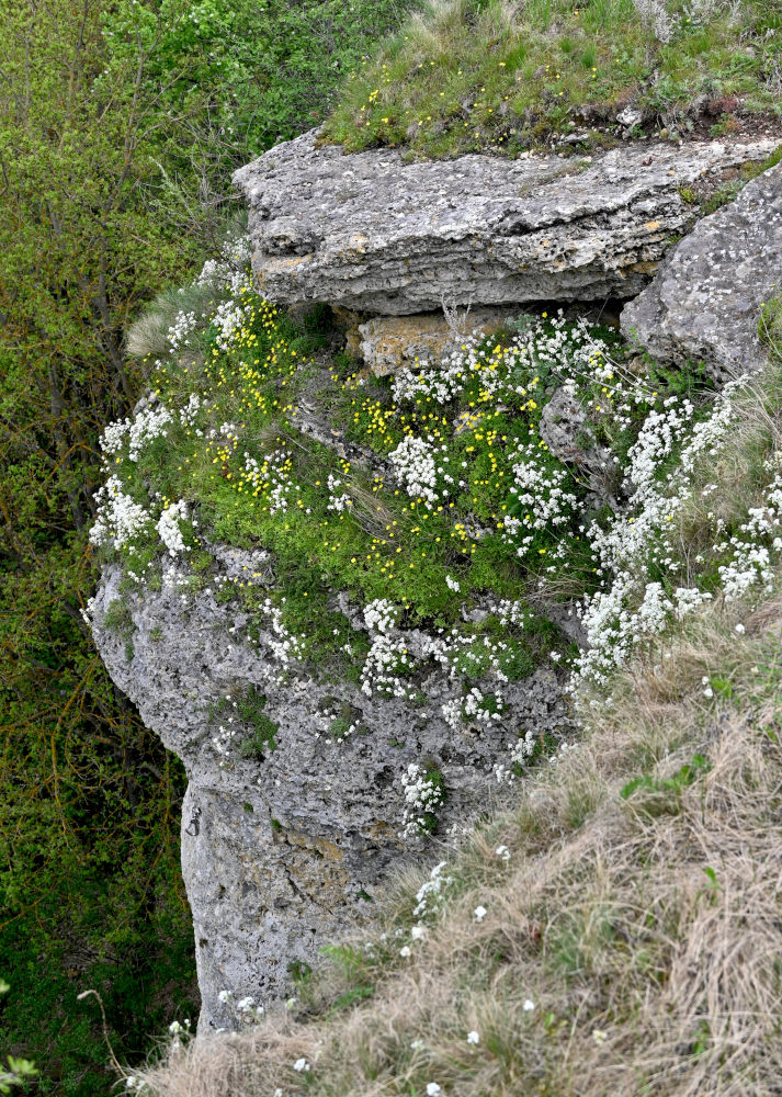 Долина реки Воргол, image of landscape/habitat.