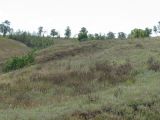 Дурная балка, image of landscape/habitat.