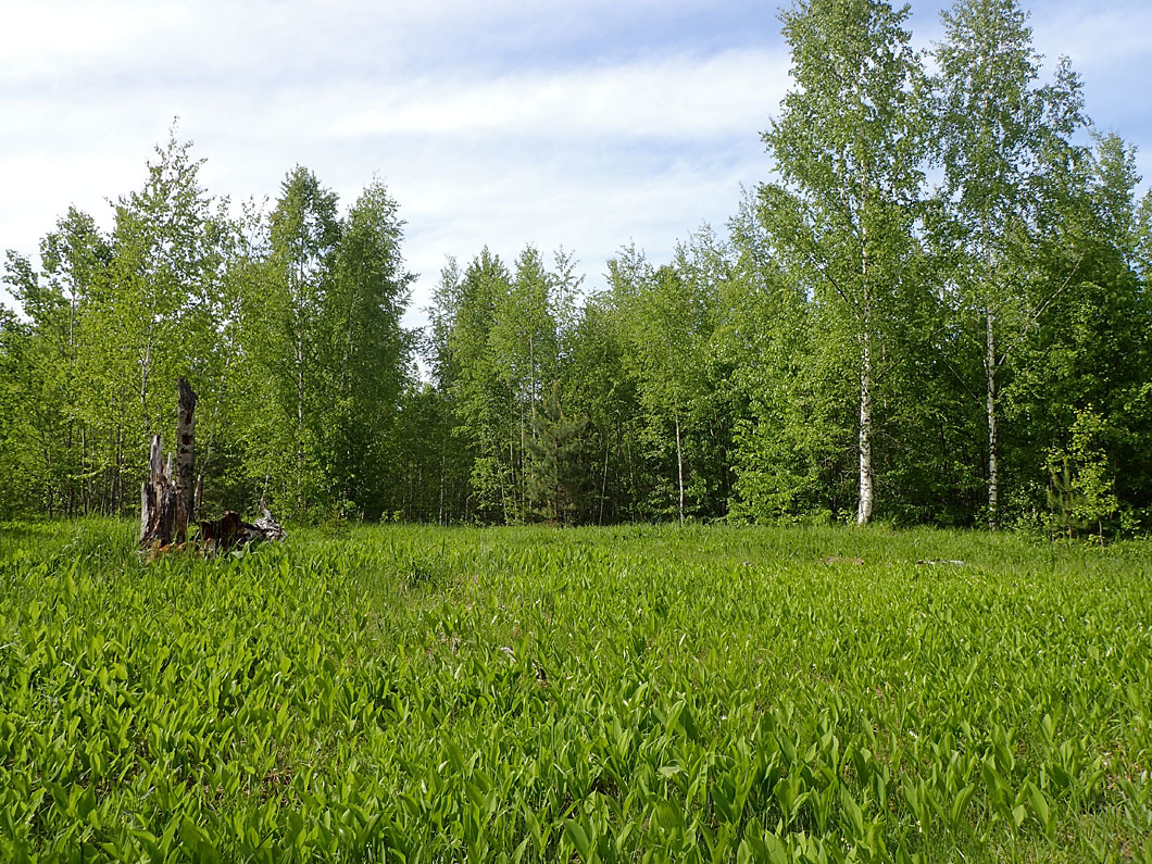 Волдынь - Ябдино, image of landscape/habitat.