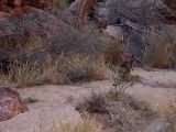 Simpsons Gap, image of landscape/habitat.