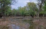 Окрестности посёлка Сенной, image of landscape/habitat.