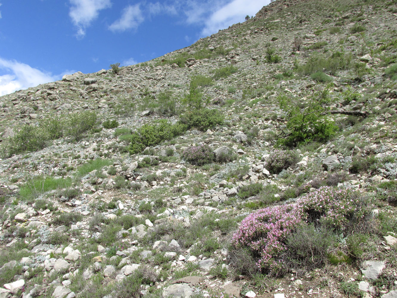 Цудахар (Горный ботсад и рядом), image of landscape/habitat.