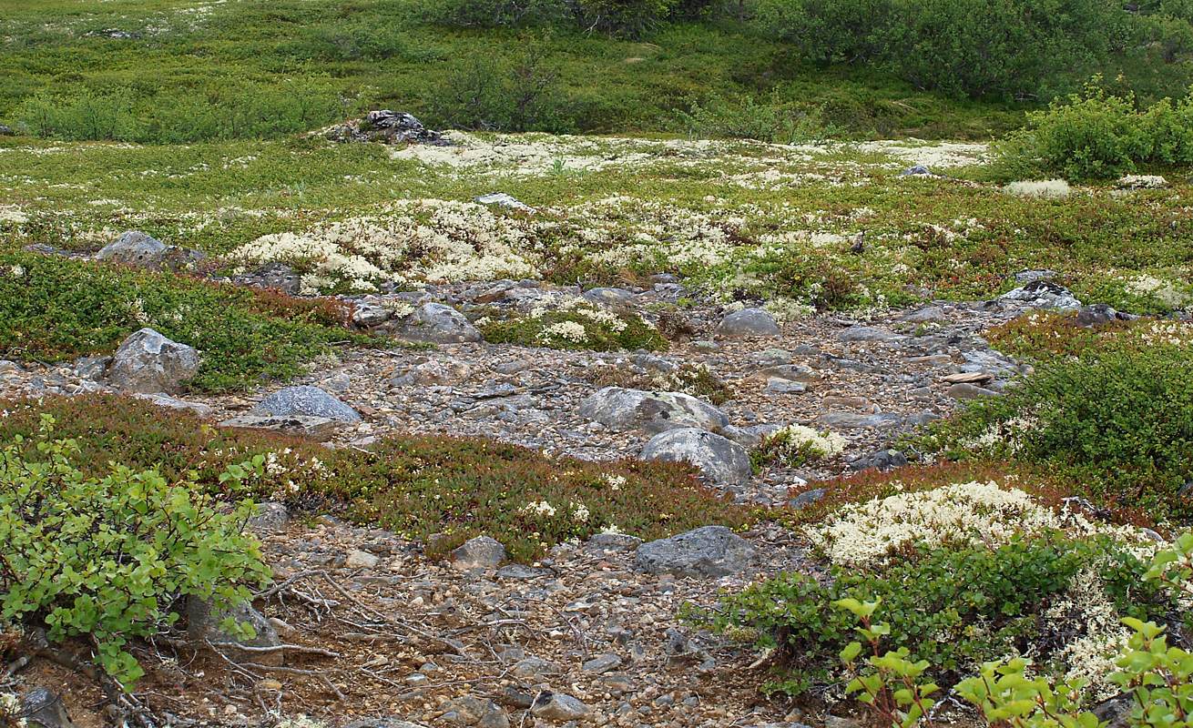 Лувеньгские Тундры, image of landscape/habitat.