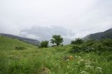 Нижний Кяхк и окрестности, image of landscape/habitat.