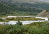 Большой Ханмей, image of landscape/habitat.