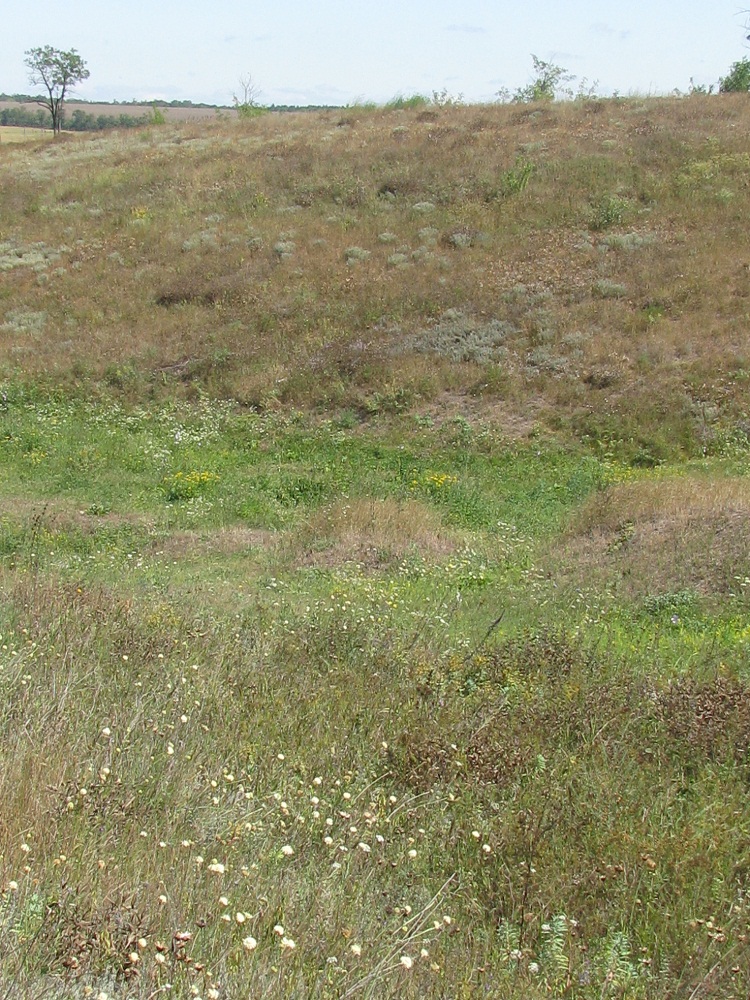 Дурная балка, image of landscape/habitat.