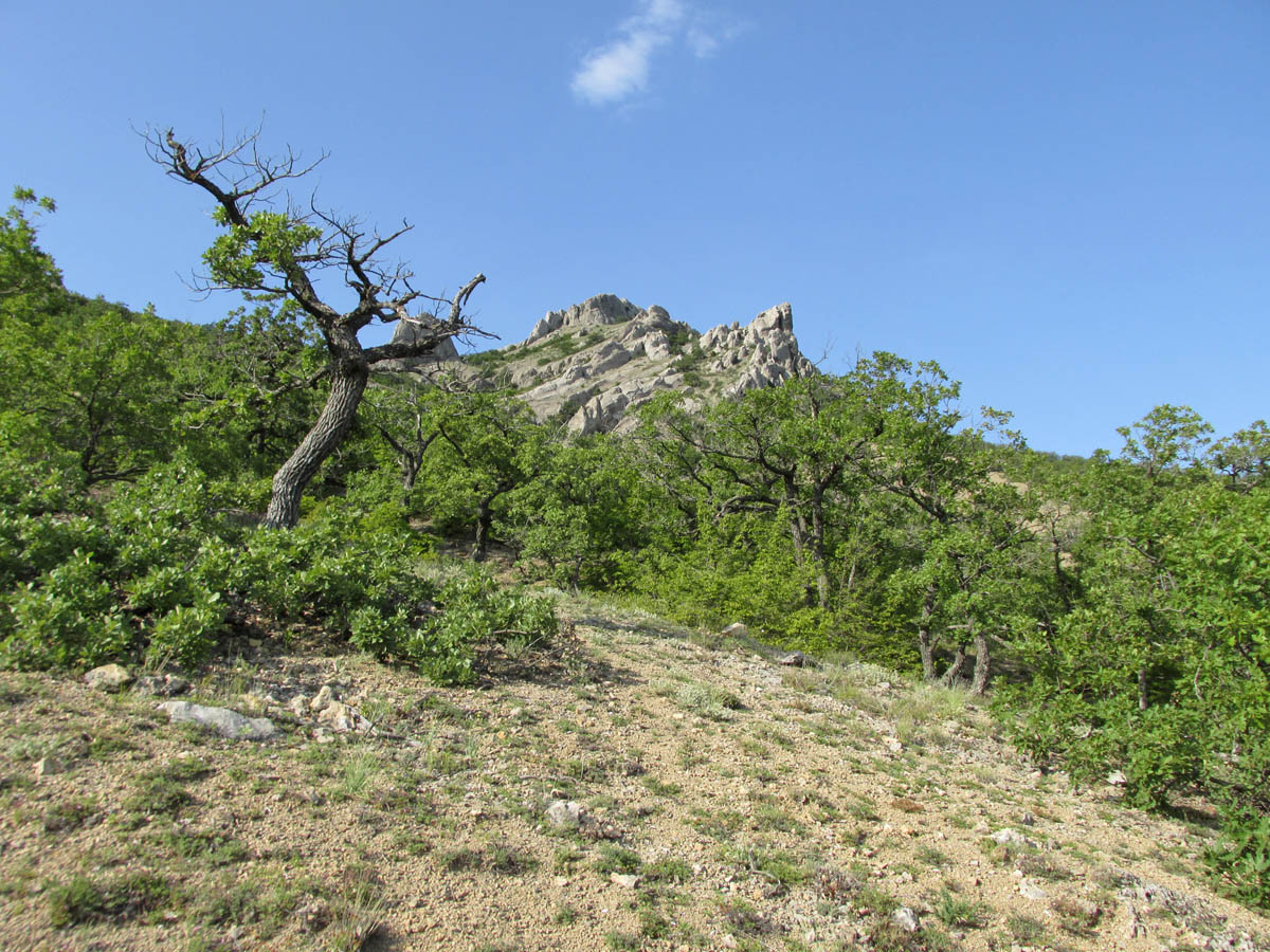 Эчкидаг, image of landscape/habitat.