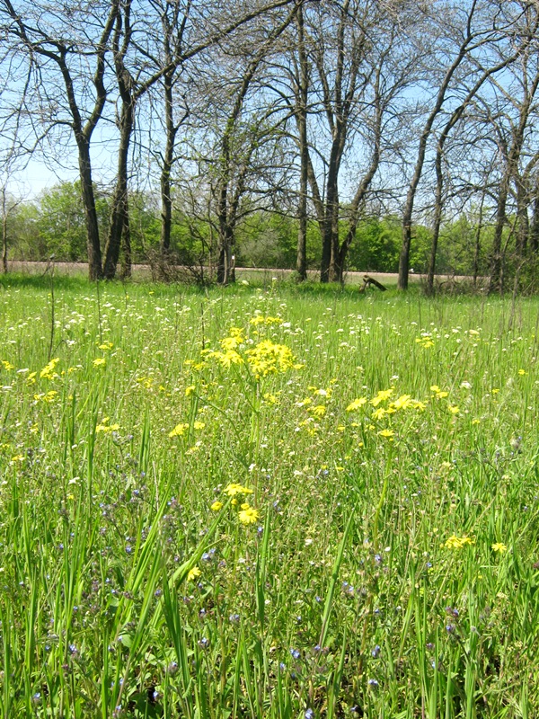 Большая Долина, image of landscape/habitat.