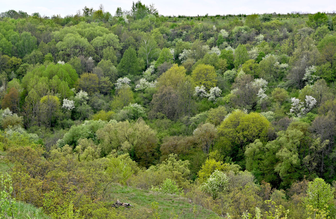 Долина реки Воргол, image of landscape/habitat.