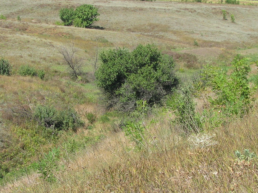 Дурная балка, image of landscape/habitat.