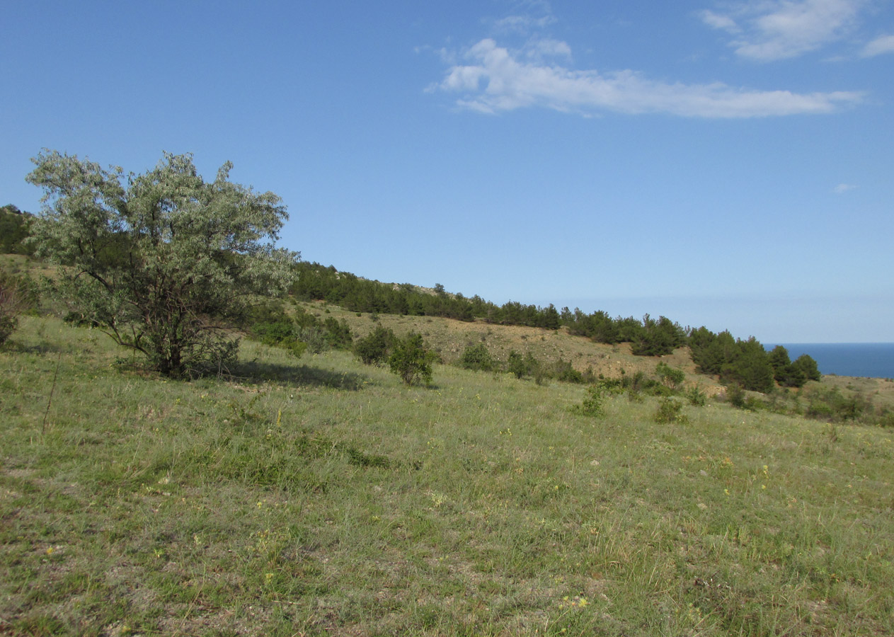 Эчкидаг, image of landscape/habitat.