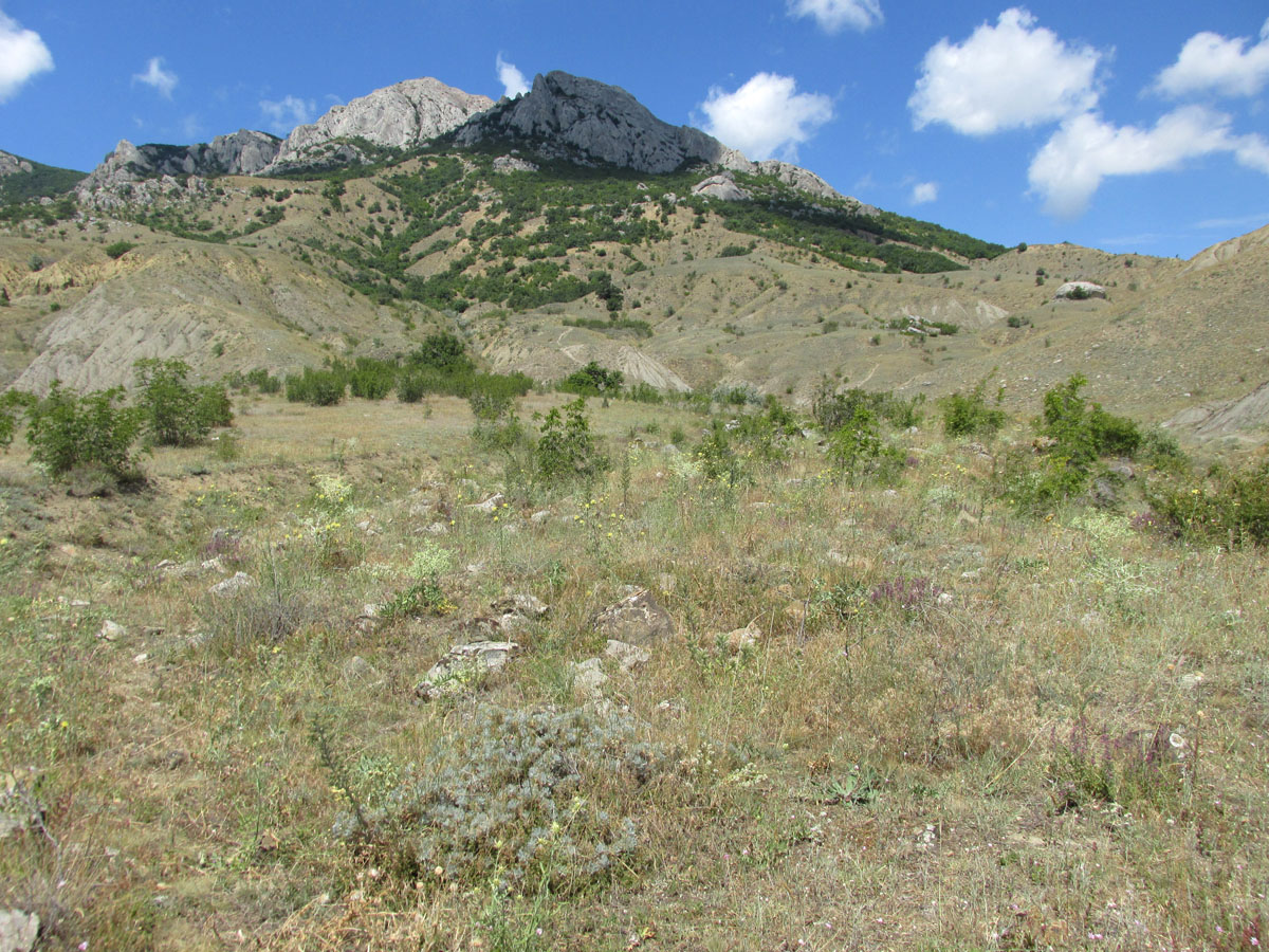 Лисья бухта, image of landscape/habitat.