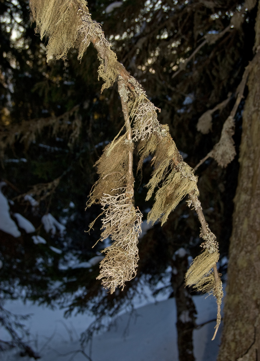 Окрестности хребта Ялангас, image of landscape/habitat.