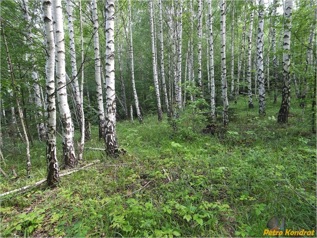 Поляница, image of landscape/habitat.