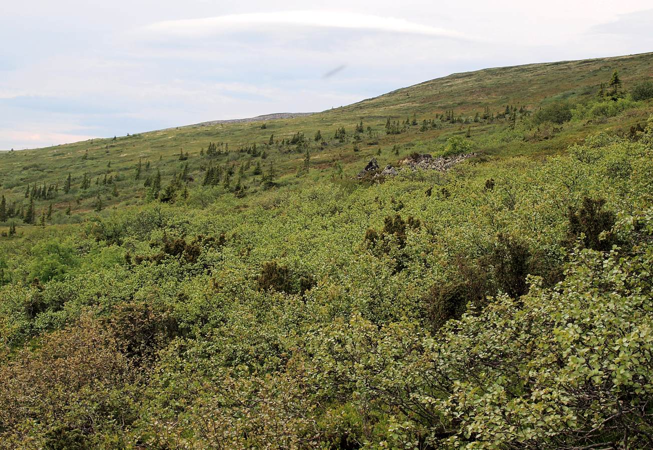 Лувеньгские Тундры, image of landscape/habitat.