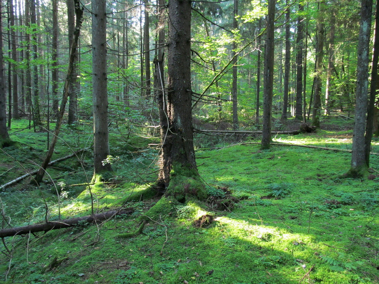 Лес Черемшово, image of landscape/habitat.