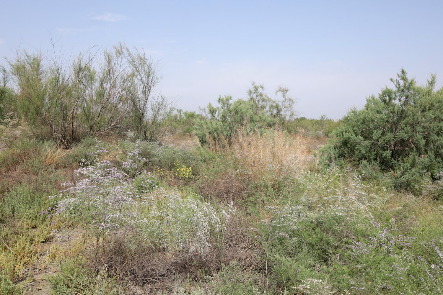 Кокандские пески, image of landscape/habitat.