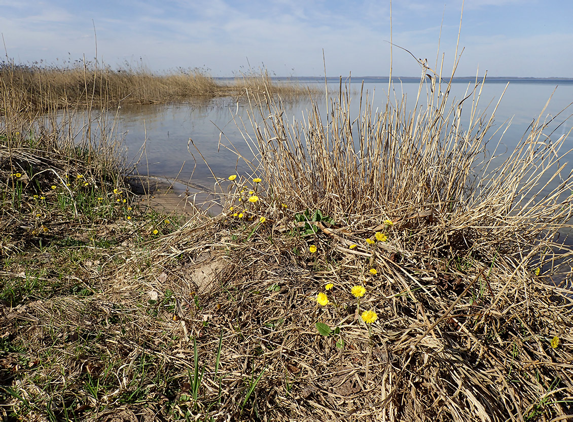 Национальный парк "Нарочанский", image of landscape/habitat.