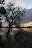 Правобережье Сыр-Дарьи, image of landscape/habitat.