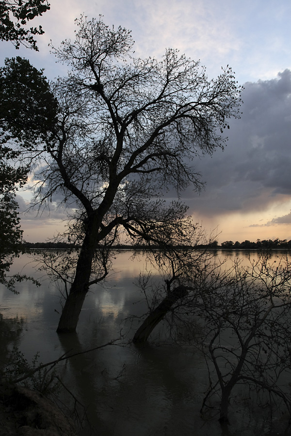 Правобережье Сыр-Дарьи, image of landscape/habitat.