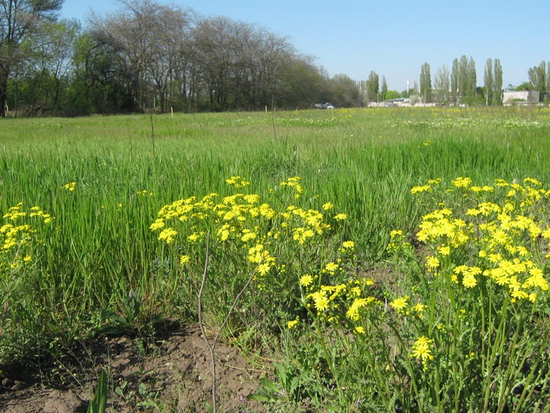 Большая Долина, image of landscape/habitat.