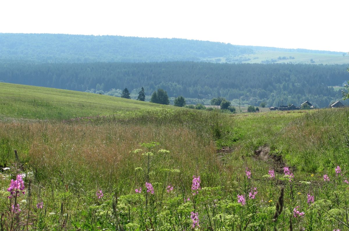 Вельск, image of landscape/habitat.