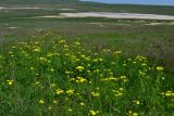 Окрестности села Бондаренково, image of landscape/habitat.