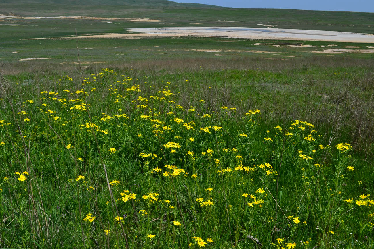 Окрестности села Бондаренково, image of landscape/habitat.