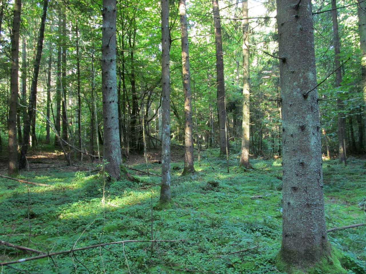 Лес Черемшово, image of landscape/habitat.
