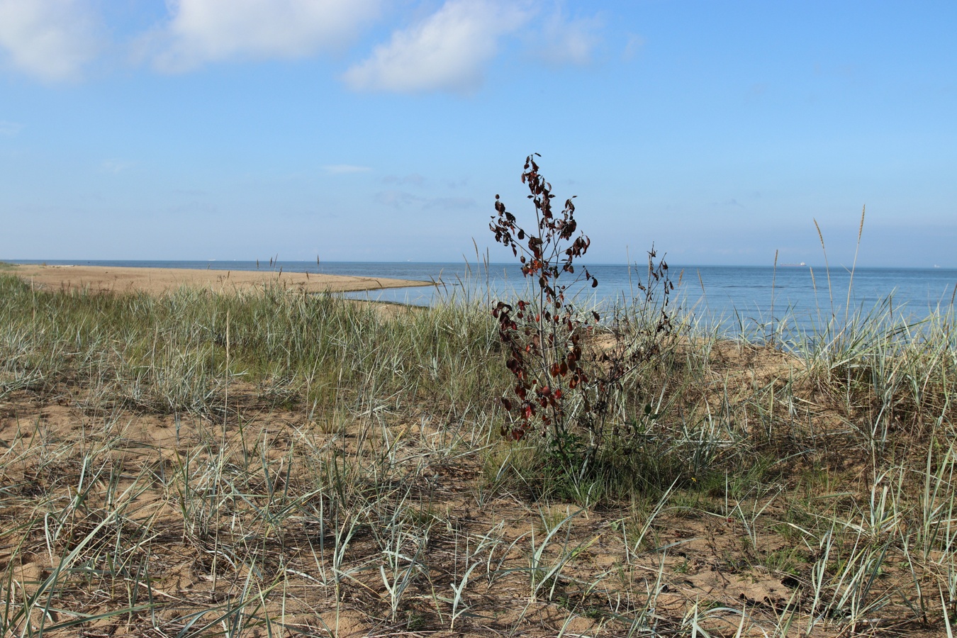 Большая Ижора, image of landscape/habitat.