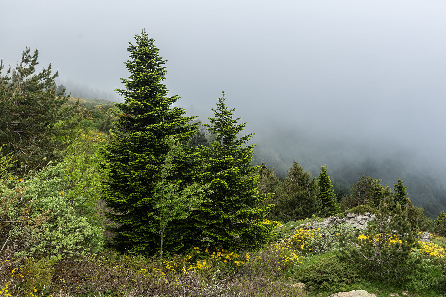 Массив горы Семиглавая, image of landscape/habitat.