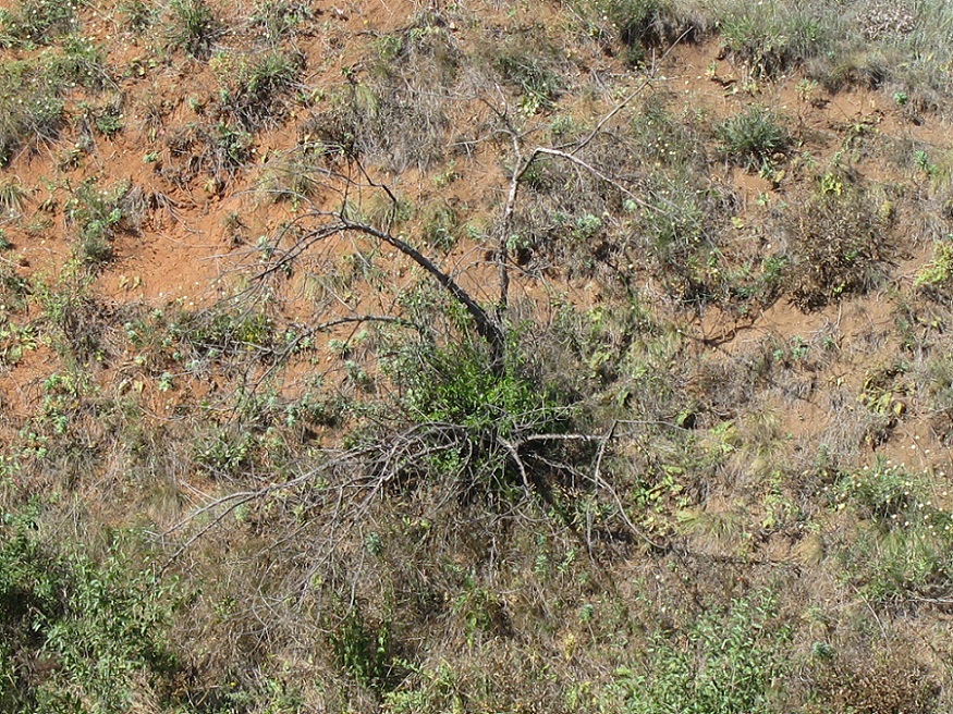 Дурная балка, image of landscape/habitat.