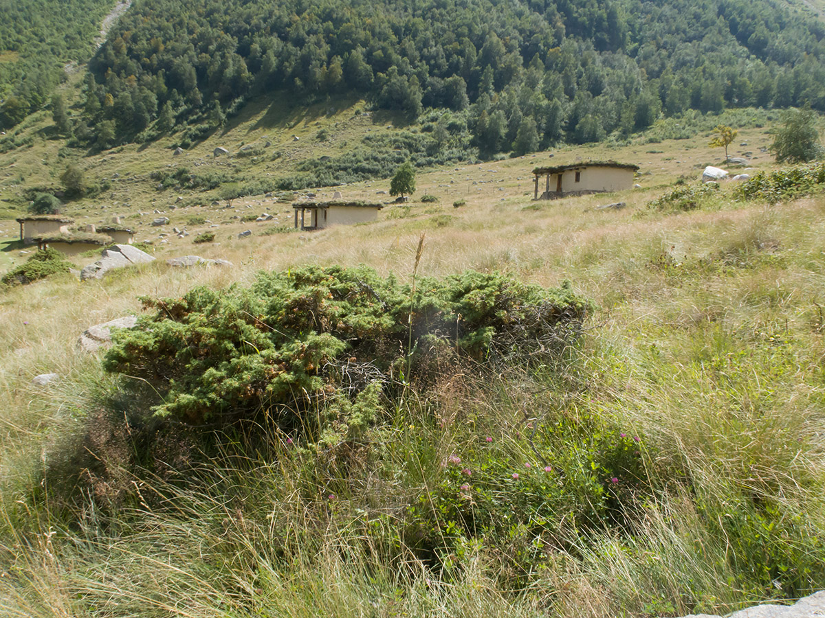 Альплагерь "Безенги", image of landscape/habitat.