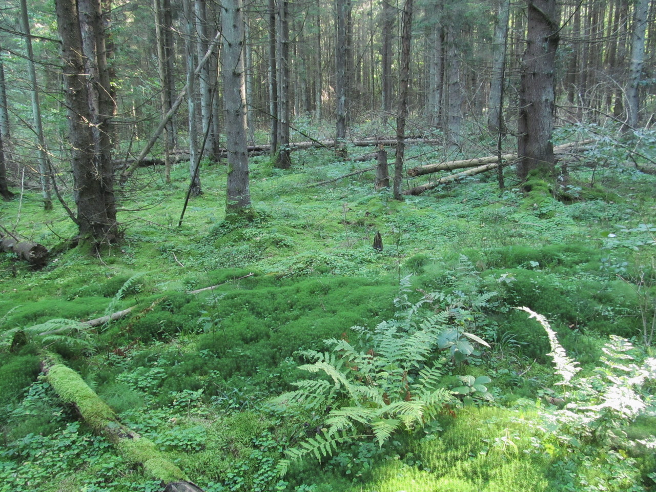 Лес Черемшово, image of landscape/habitat.