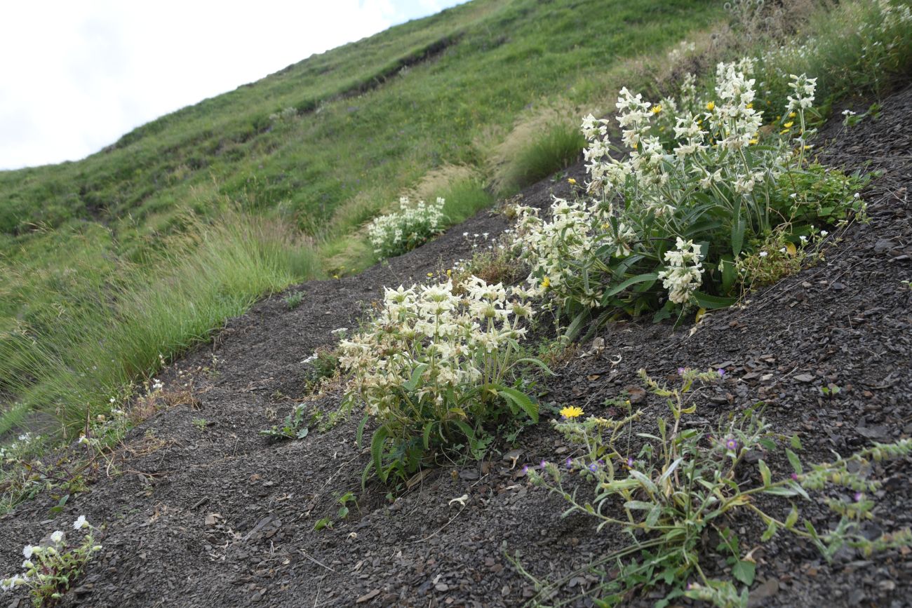 Альплагерь "Кязи" и окрестности, image of landscape/habitat.