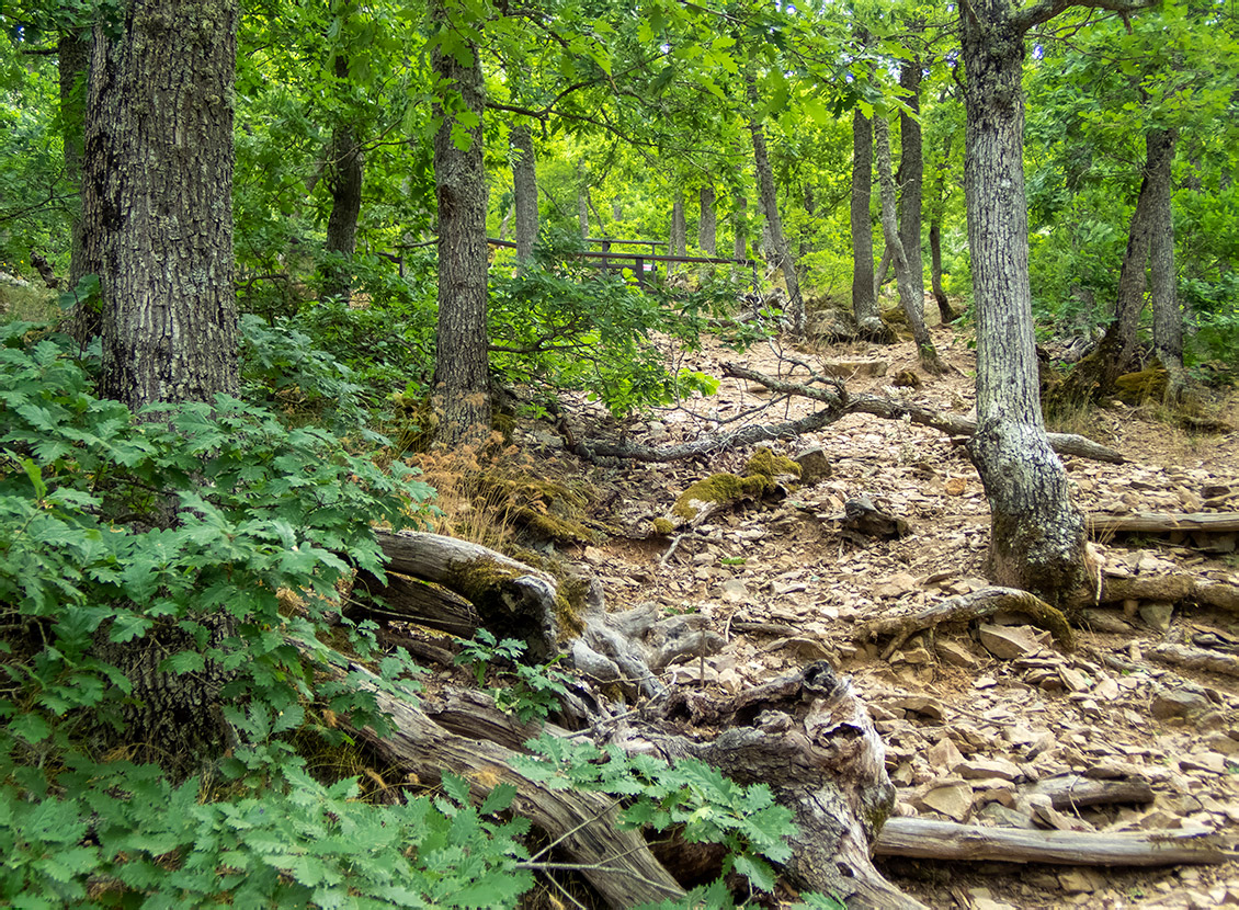 Аюдаг, image of landscape/habitat.