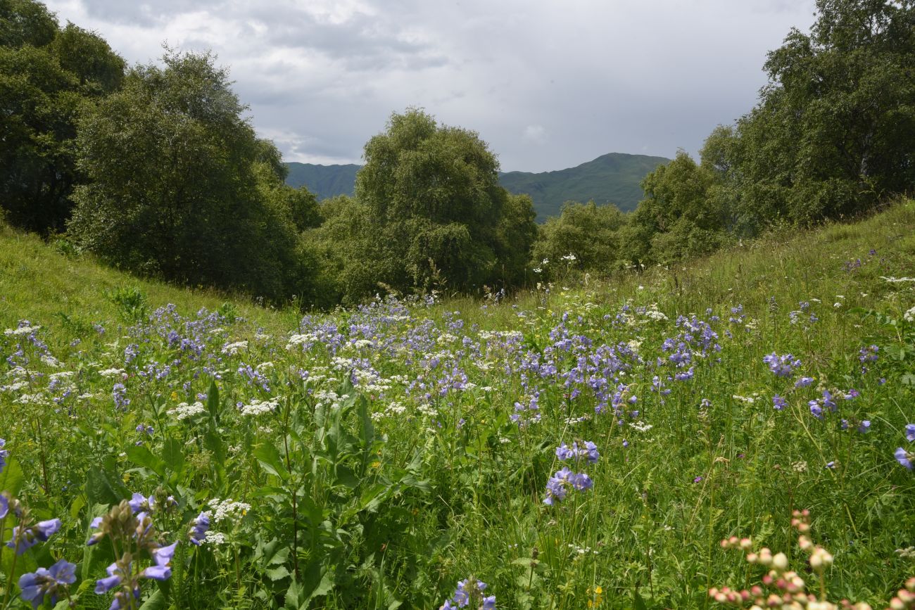 Лес между Хакмадой и Хочелдой, image of landscape/habitat.