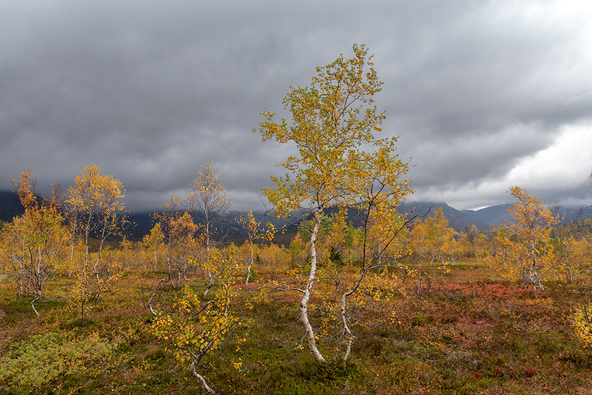 Долина Малого Вудъявра, image of landscape/habitat.