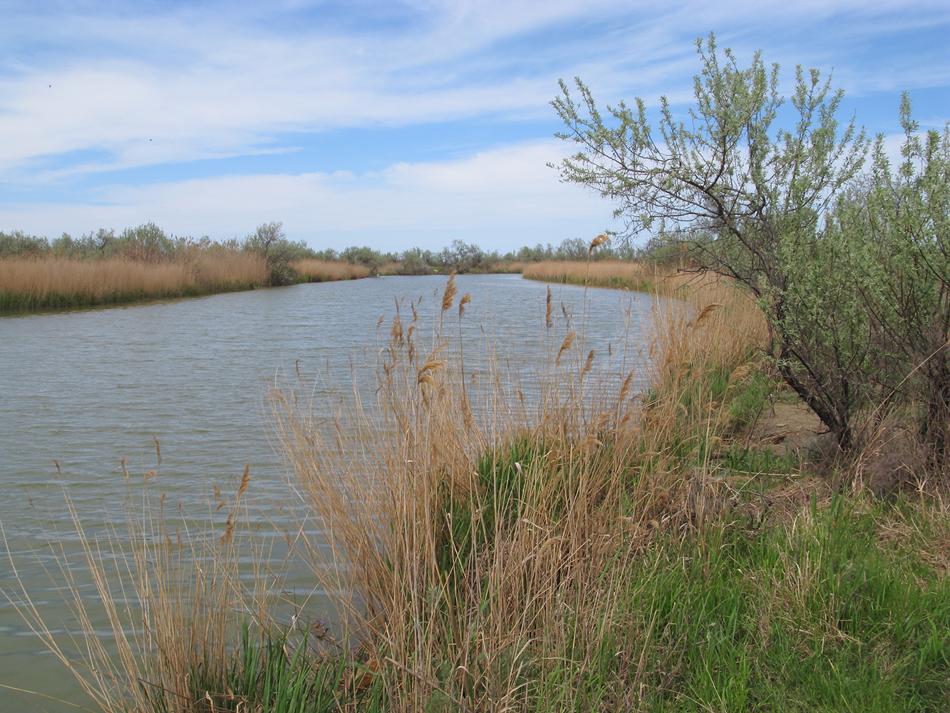 Куликовское гирло, image of landscape/habitat.