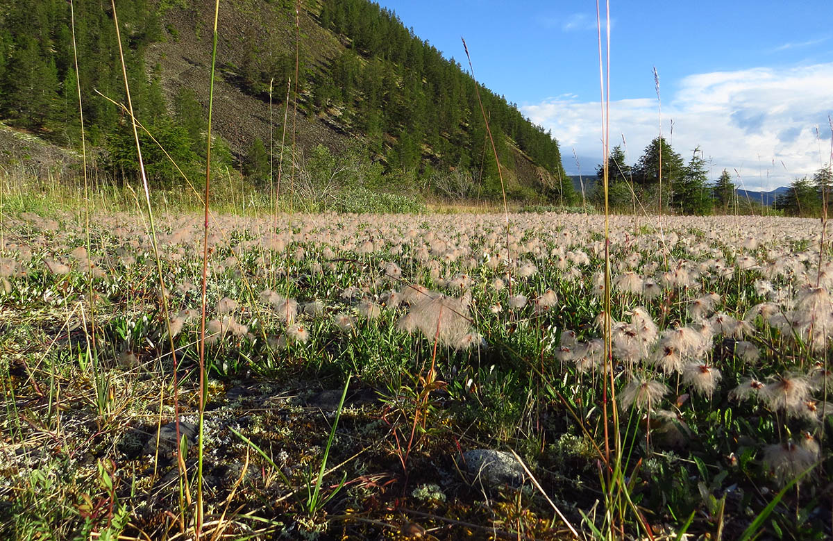 Впадение Сахыньи, image of landscape/habitat.