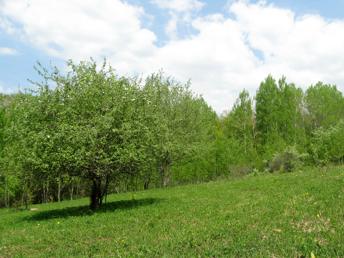 Северная Демерджи, image of landscape/habitat.