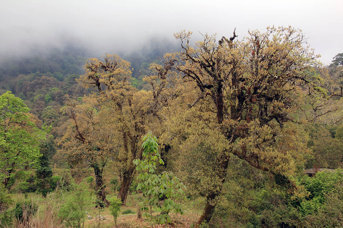Ботанический сад Бутана, image of landscape/habitat.