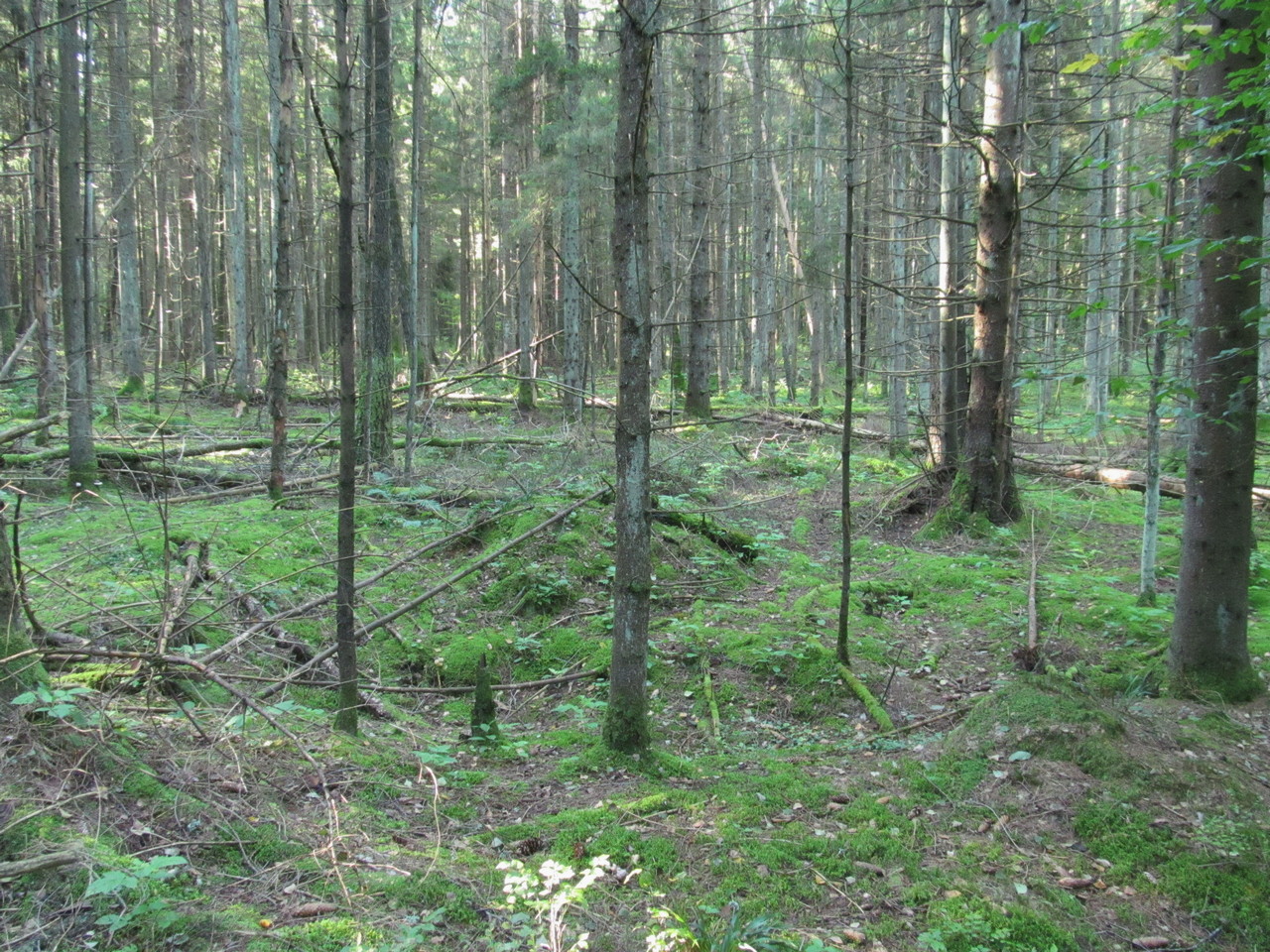 Лес Черемшово, изображение ландшафта.