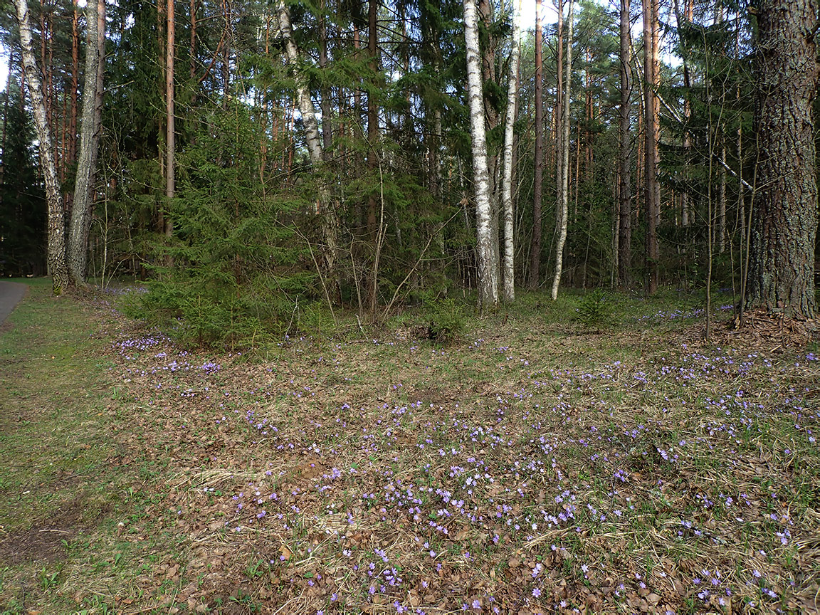 Национальный парк "Нарочанский", image of landscape/habitat.