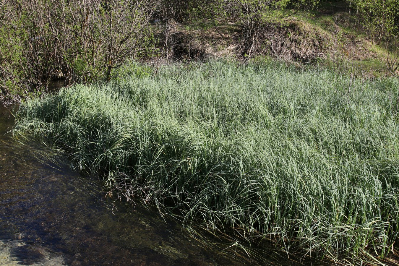 Истоки Шингарки, image of landscape/habitat.