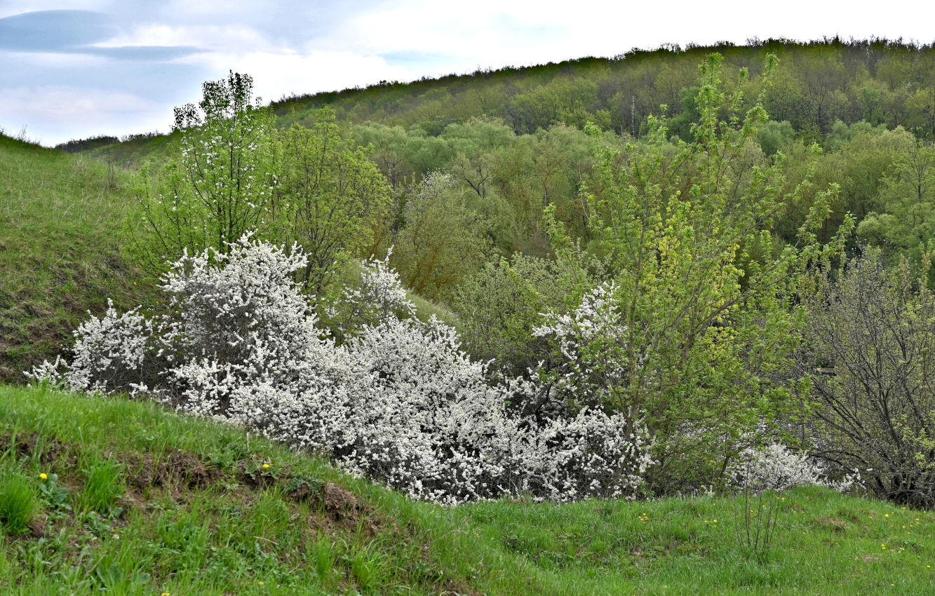 Долина реки Воргол, image of landscape/habitat.