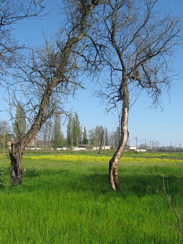 Большая Долина, image of landscape/habitat.